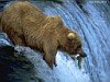 miniatura_bears_fishing2 copia
